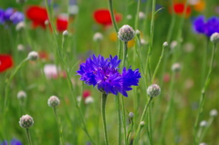 IMGP0897