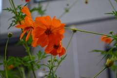 cosmos