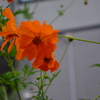 cosmos