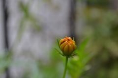 蕾