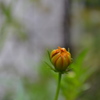 蕾