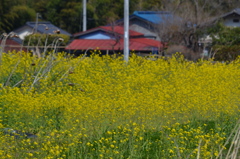 春の田舎の風景