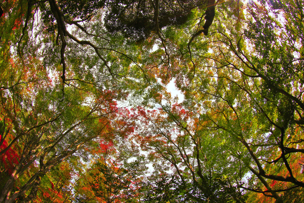 秋空