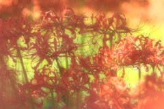 木もれ陽を頬に感じて