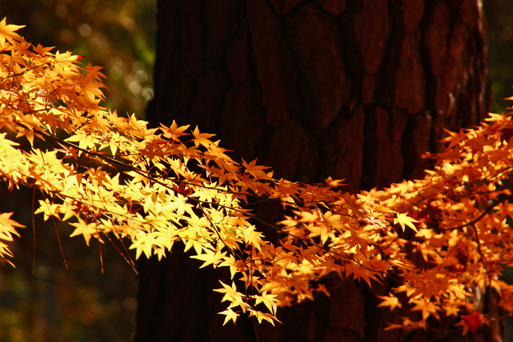 紅葉渡り