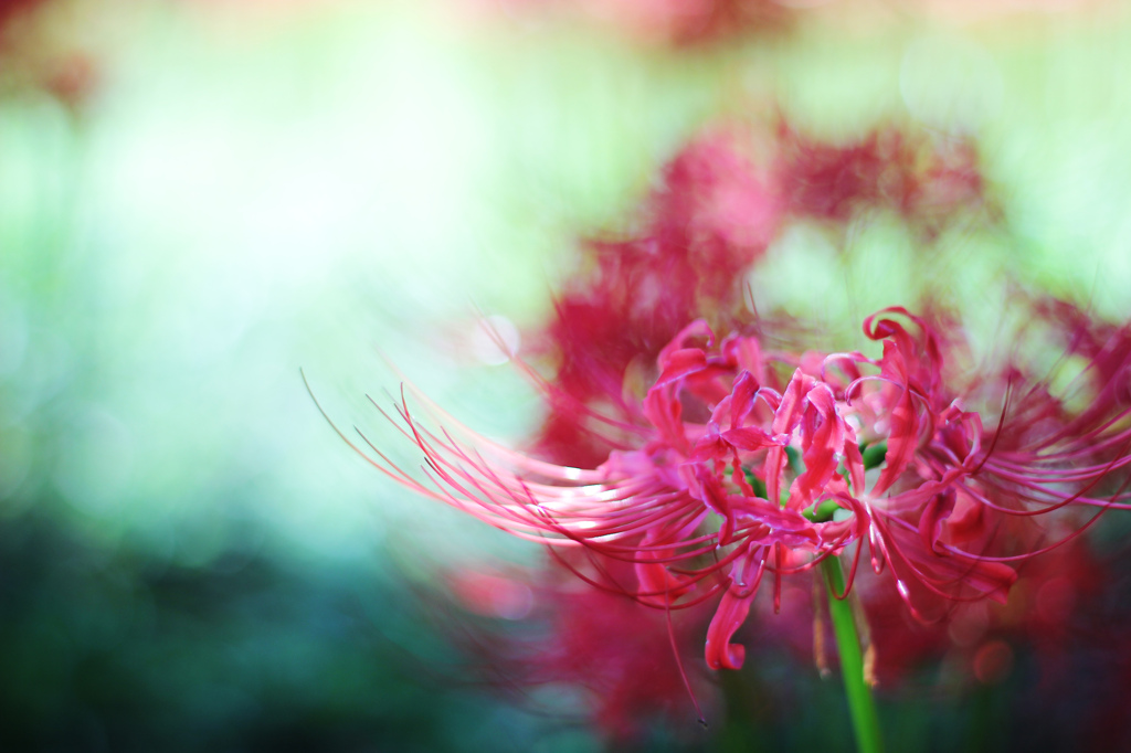 再会の花