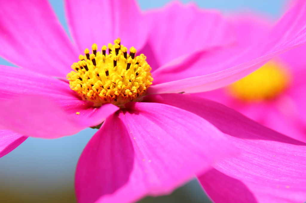 僕なりの秋桜