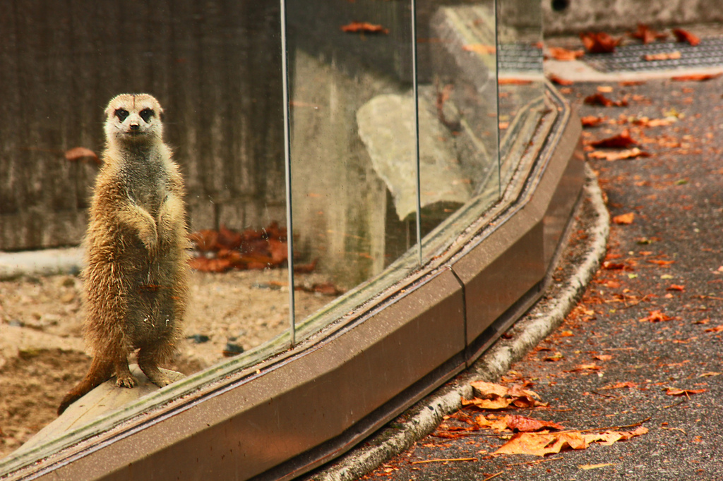 動物園に行こう