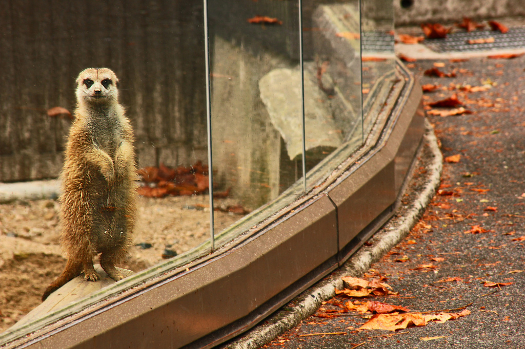 動物園に行こう