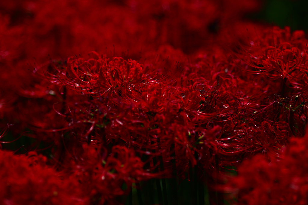 紅蓮