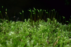 苔萌え