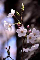 桜