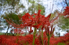 曼珠沙華の海