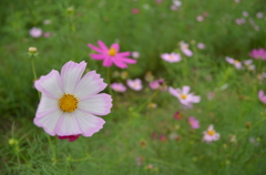 二色の秋桜