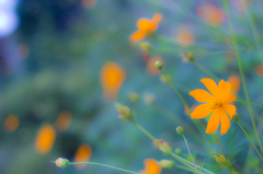 早朝の花