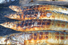 秋刀魚