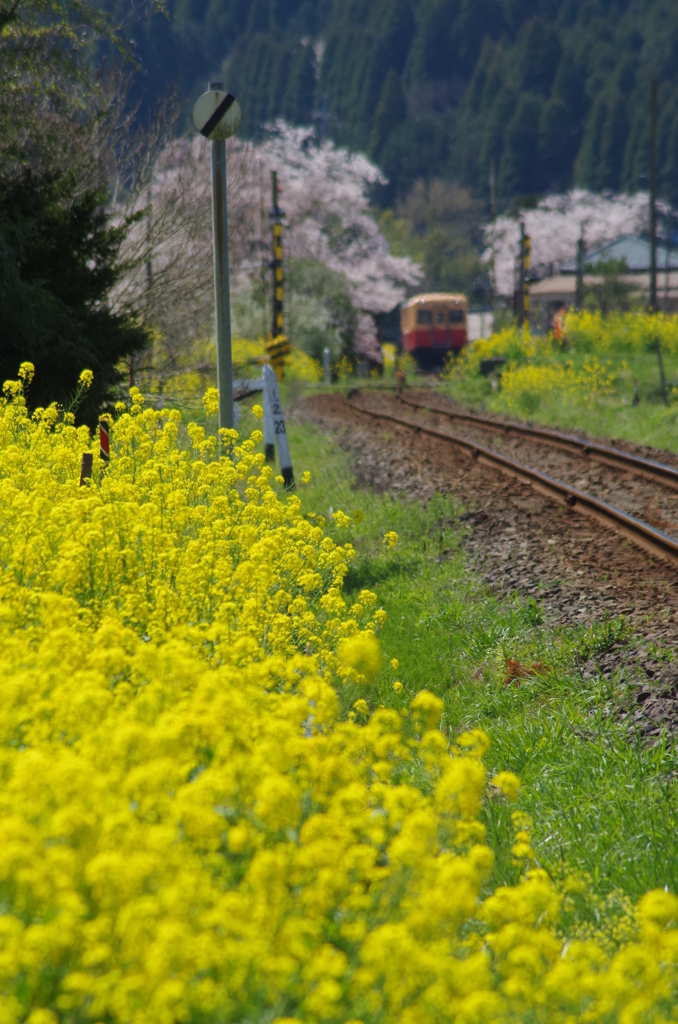 菜の花と桜と