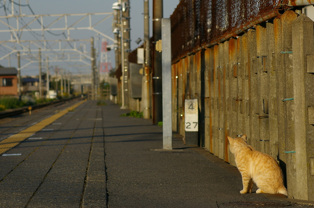 電車はまだですか...?