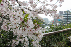 熊本城の桜-1