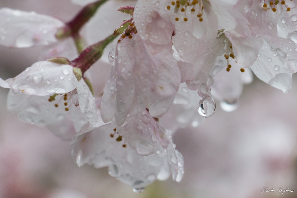 桜の涙