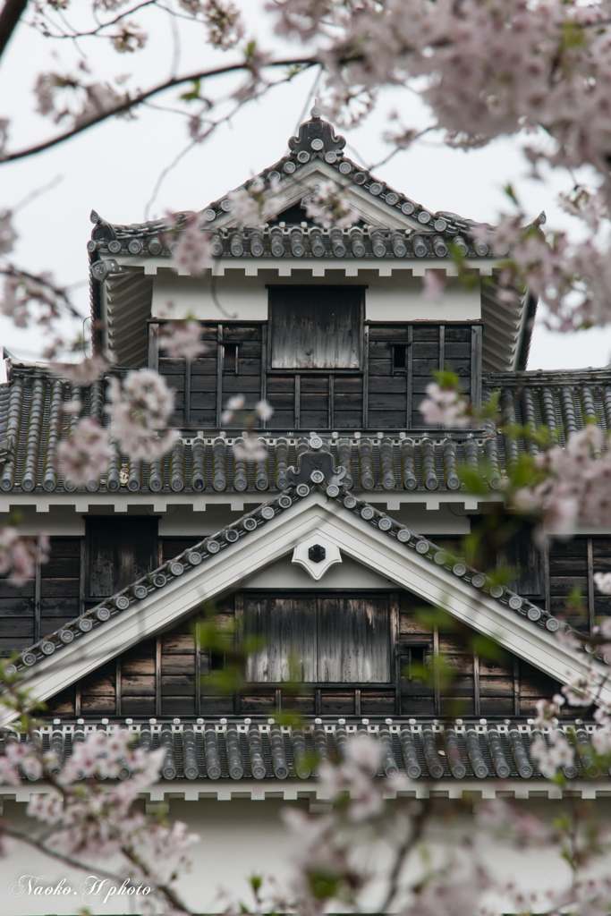 熊本城の桜-2