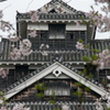 熊本城の桜-2