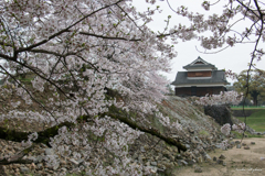 熊本城の桜-3