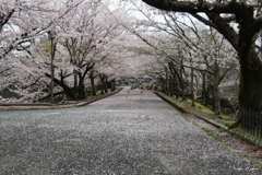 熊本城の桜-7
