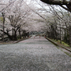 熊本城の桜-7
