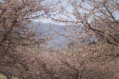 桜の苑