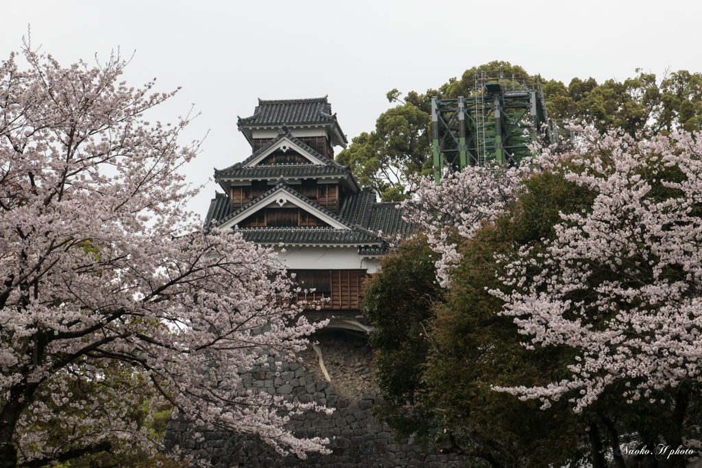 熊本城の桜-6