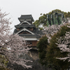 熊本城の桜-6