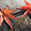 【仲良しモミジ】