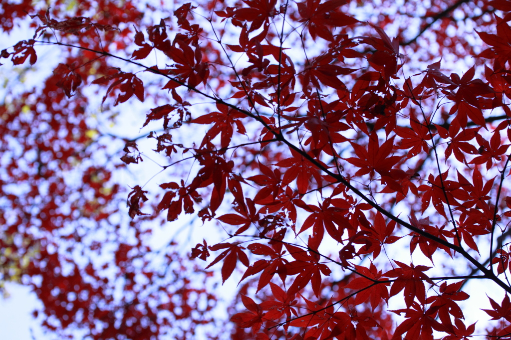 【散り逝く紅葉】