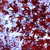 【散り逝く紅葉】