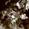 【夜桜の記憶】