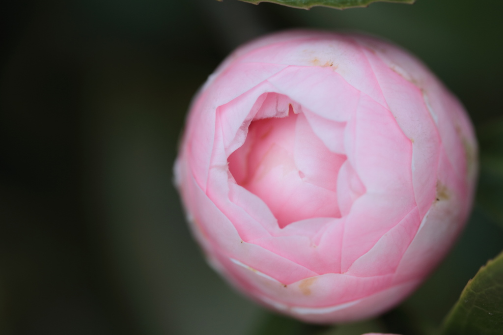 【春の繭】