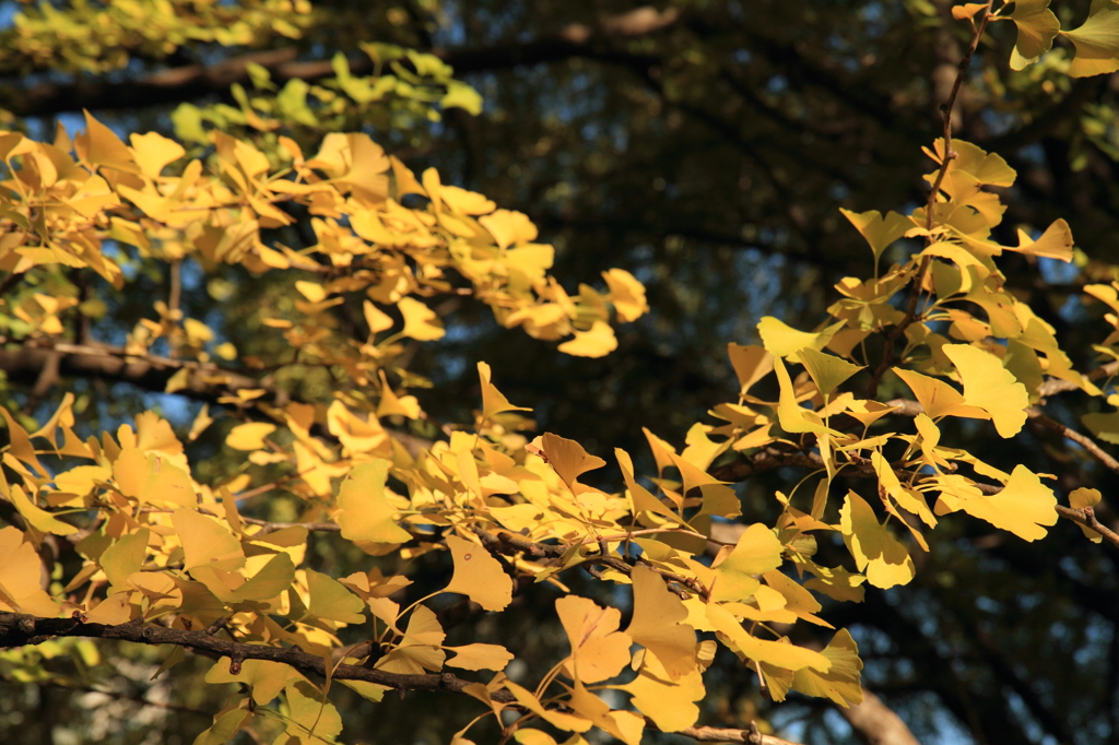 【初紅葉】