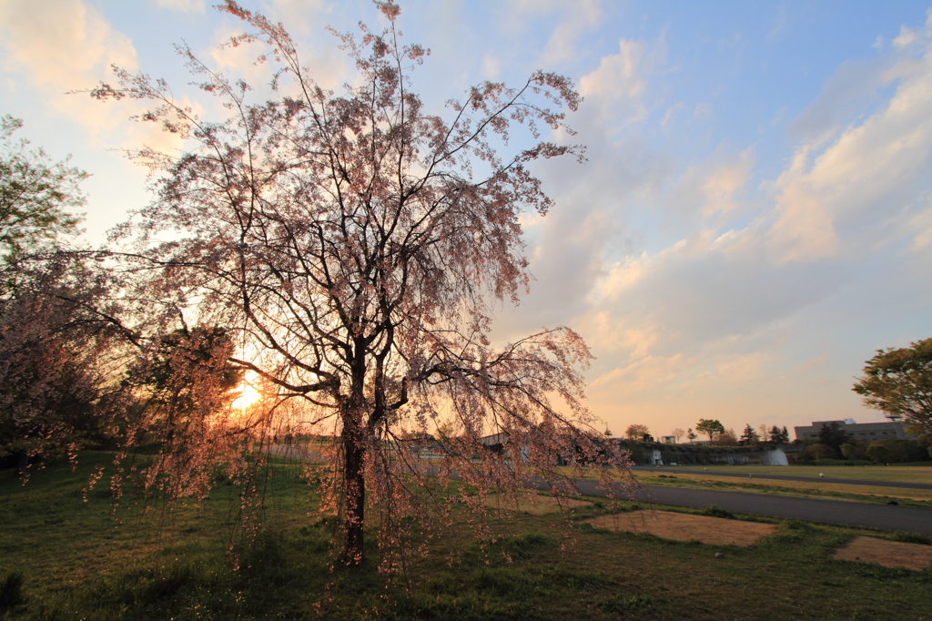 【終焉の桜】