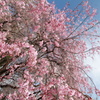 【枝垂れる春の新宿】