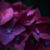 【紫陽花の憂鬱】