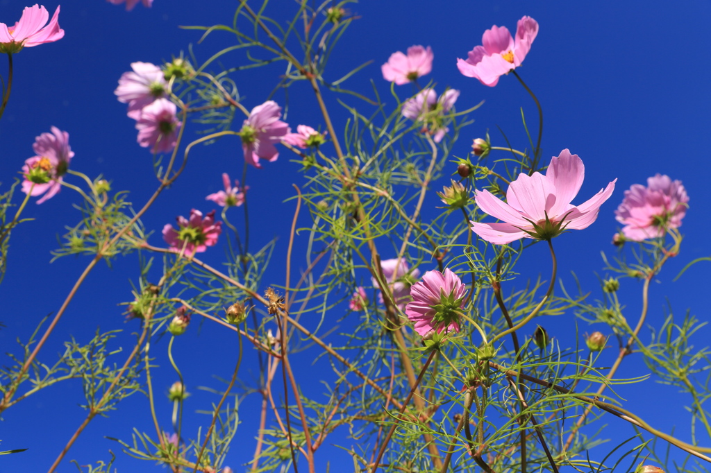 【光を示せ秋桜】