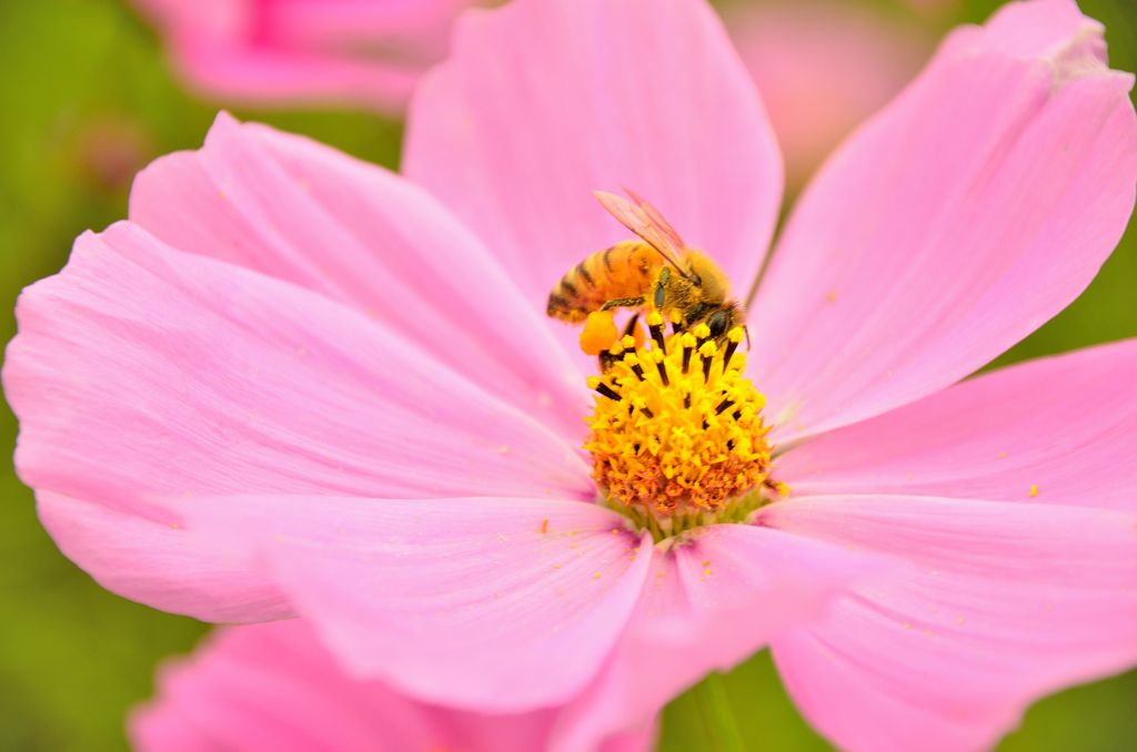秋桜