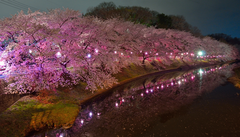 夜桜-2