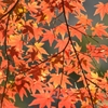 もみじ谷-2