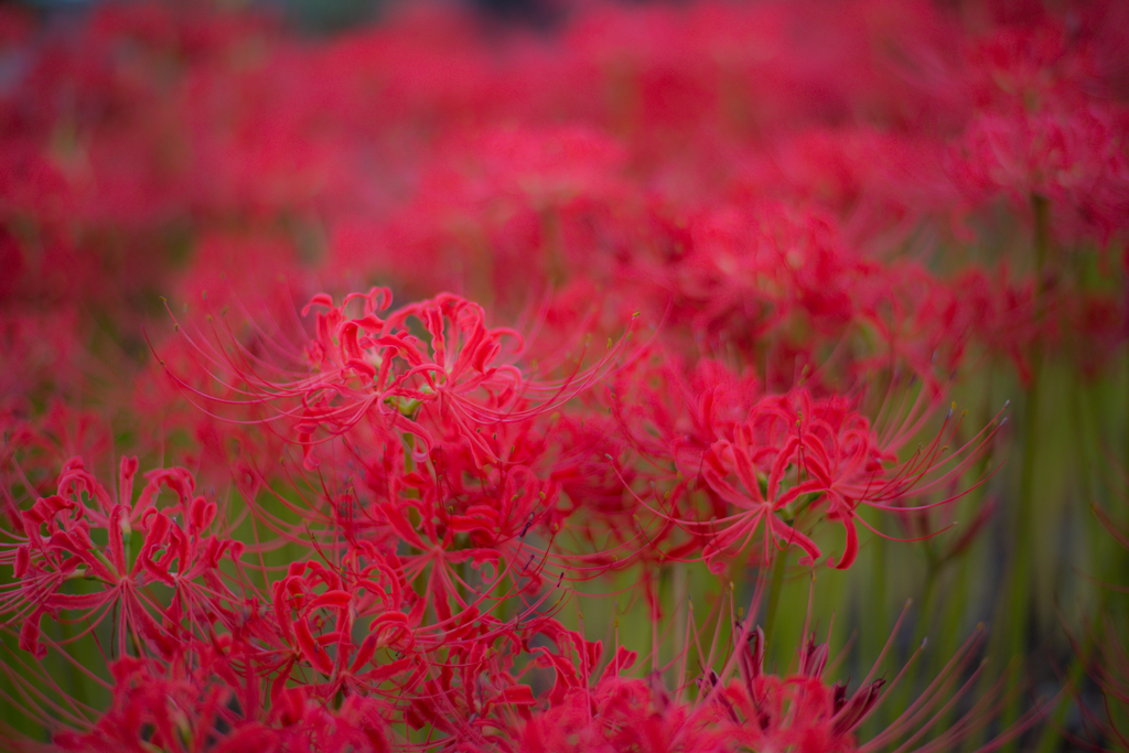 曼珠沙華