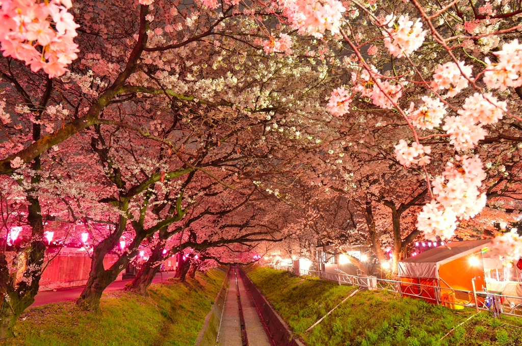 夜桜