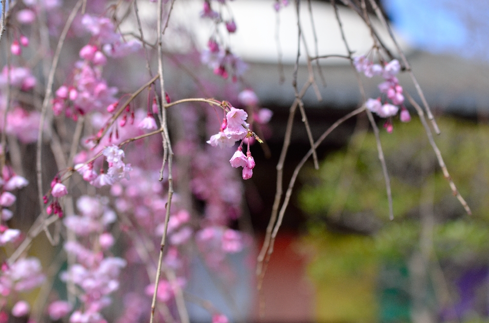 しだれ桜-3