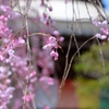 しだれ桜-3