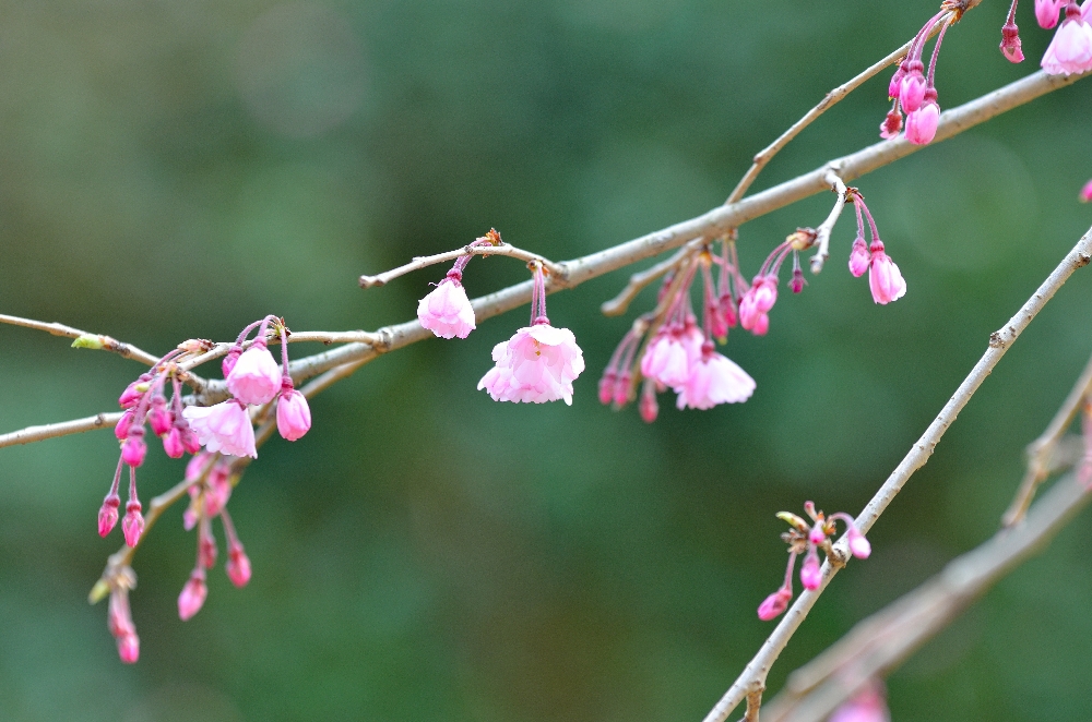 しだれ桜